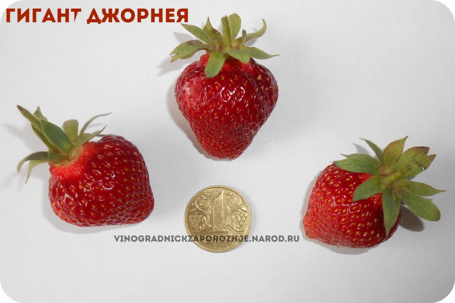 Клубника сорт гигант джорнея описание сорта фото Клубника сорт гигант джорнея описание сорта фото